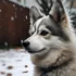 Pomsky Oreo: A Sweet Treat for Your Family