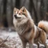 Cute And Unique Female Pomsky Names To Match Their Adorable Personality