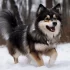 Tiny Pomsky for Sale – Your Guide to Finding the Perfect Companion