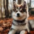 Pomsky Comprar: Dónde y Cómo Comprar el Mejor Pomsky