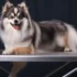Pomsky Lethargy Symptoms