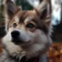 10 Things to Know About Pomskies: Understanding the Personality Traits