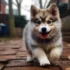 Discover the Adorable Pomsky Breeder in St. Louis