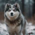 The Perfect Pomsky: Characteristics, Qualities and Tips for Finding Your Ideal Companion