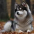 F2B Pomsky Full Grown: Understanding Their Size And Appearance