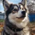 Pomsky Pug Mix: Understanding This Adorable Designer Dog