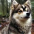 The Adorable Pug Pomsky Mix: Understanding this Unique Hybrid