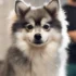FAQs about Pomsky Size
