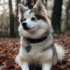Skynic Pomskies: The Ultimate Guide to Understanding Pomsky Mixes