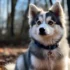 Discover the Spotted Pomsky: Characteristics and Care Tips