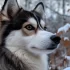 FAQs about Pomsky Puppies for Sale in Los Angeles