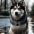 Pomsky Puppies For Sale Florida: Find Your Furry Friend Today!
