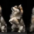 Teacup Pomsky For Sale Under $500 – How To Find Your Perfect Companion