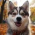 The History of Pomskies: From Husky-Sized Dreams to Designer Dogs