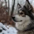 Husky Pomsky – What You Need to Know About This Adorable Mix Breed