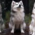 Discover the Best Allevamenti Pomsky in Italy for Your Perfect Pomsky Companion