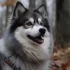Pomsky Cachorros: Cómo encontrar el criador adecuado para ti