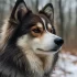 Find Your Perfect Pomsky in Durham, NC