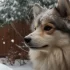 Find Your Perfect Pomsky in Portland: Location and Availability