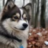 Pomsky Sheltie Mix: Understanding the Personality Traits