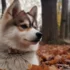 Pomsky Toy Dog: Size, Appearance, and Personality Traits