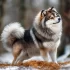 Your Guide to Raising a 13 Week Old Pomsky: Tips for Training and Socialization