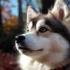 TLC Pomskies: The Ultimate Guide to Understanding Pomsky Mixes