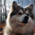 The Pomsky Patch: A Guide to Finding Your Perfect Pomsky Companion