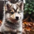 Premier Pups Pomskies: The Ultimate Guide to Owning a Pomsky