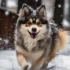 Pomsky Hair Care: Tips and Tricks for Grooming Your Adorable Pomskies