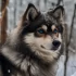 American Pomskies Review: A Comprehensive Look at Pomsky Personality Traits and Behavior