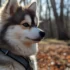 Rehoming Your Pomsky: Tips for Finding the Perfect Family