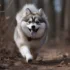 FAQs about Pomsky Puppies Garden