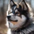 2nd Generation Pomsky Puppy Blue Eyes