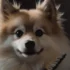 How to keep your Pomsky cool this summer