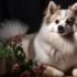 2nd Generation Blue Eyes Pomsky