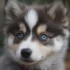 FAQs about Pomsky Dogs