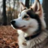 Tiny Pomsky Puppies: Everything You Need to Know About These Adorable Mixes