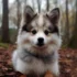 Tiny Pomsky Puppies: Everything You Need to Know About These Adorable Mixes