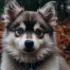 Pomsky Puppies For Sale In PA: Where To Find Your Furry Friend