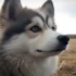 Ontario Pomsky Puppies: Discover the Adorable and Lively Personality of Pomskies