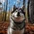 Pomskies with Blue Eyes: A Guide to Their Unique Appearance