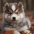 FAQs about Pomsky Cost
