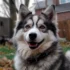 Pomsky Lion Cut: Pros and Cons for Your Furry Friend