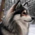 Salt Valley Pomskies: The Ultimate Guide to this Adorable Pomsky Breeder