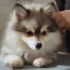 FAQs about Pomsky Near Me