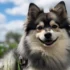 Car Training Your Pomsky