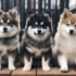 The pomsky puppy vs the husky puppy