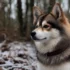 Dogs Love Pomskies: Discover Why This Hybrid Breed Is So Popular