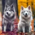 Adorable Fluffy White Pomsky Puppy: A Complete Guide to Understanding the Pomsky Mix